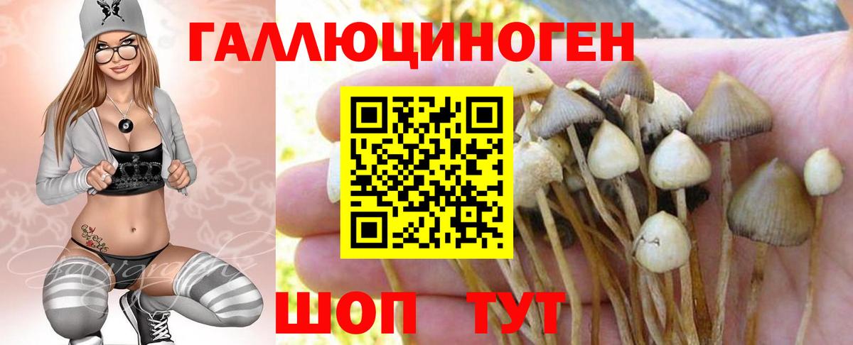 сколько стоит  Вход с VPN  Апатиты  Псилоцибиновые грибы мицелий 